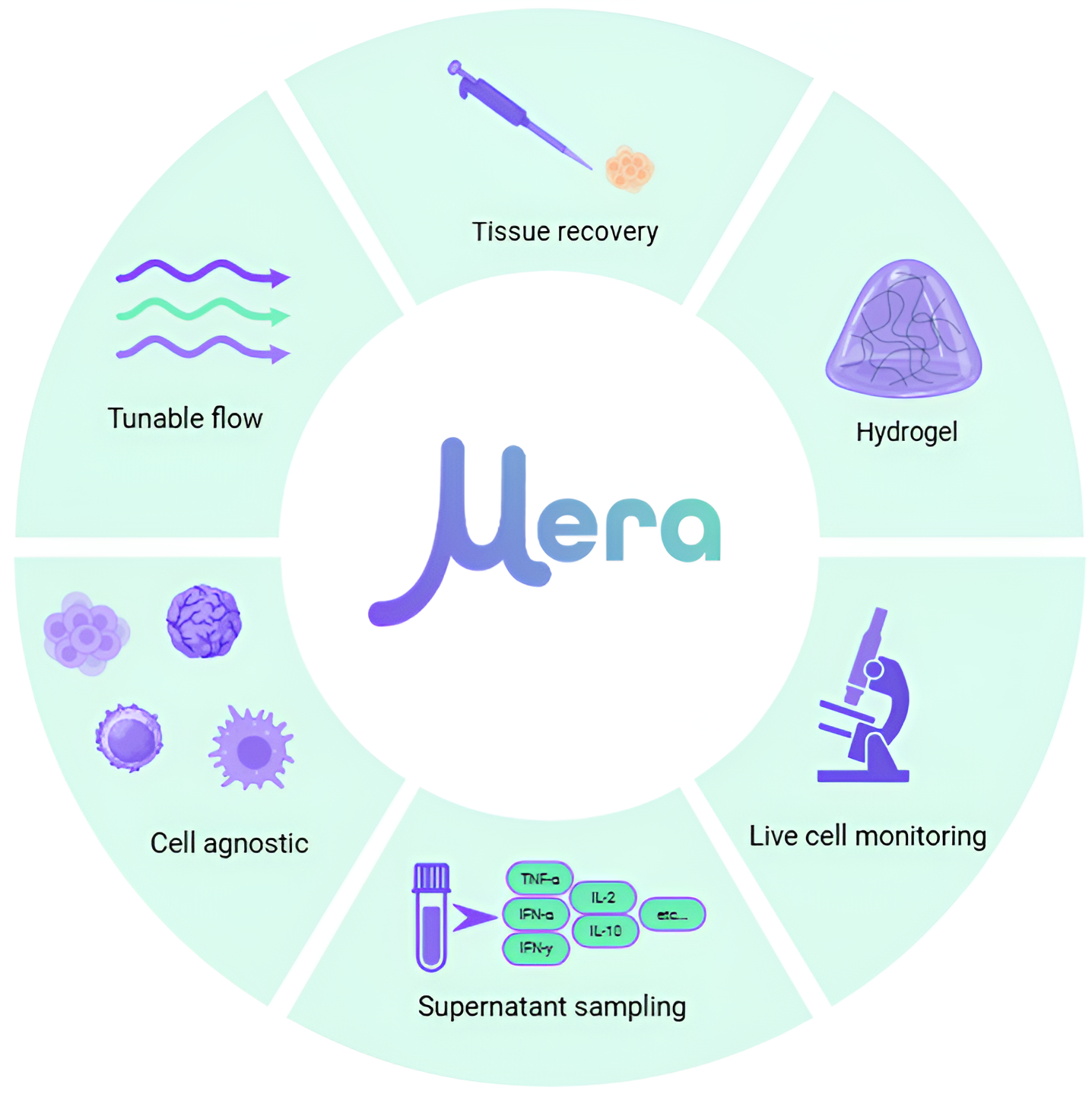 Drug metabolism